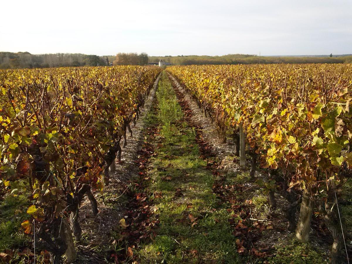 Bed and Breakfast Les Ormeaux Sauternes Exterior foto